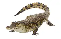 Media Image