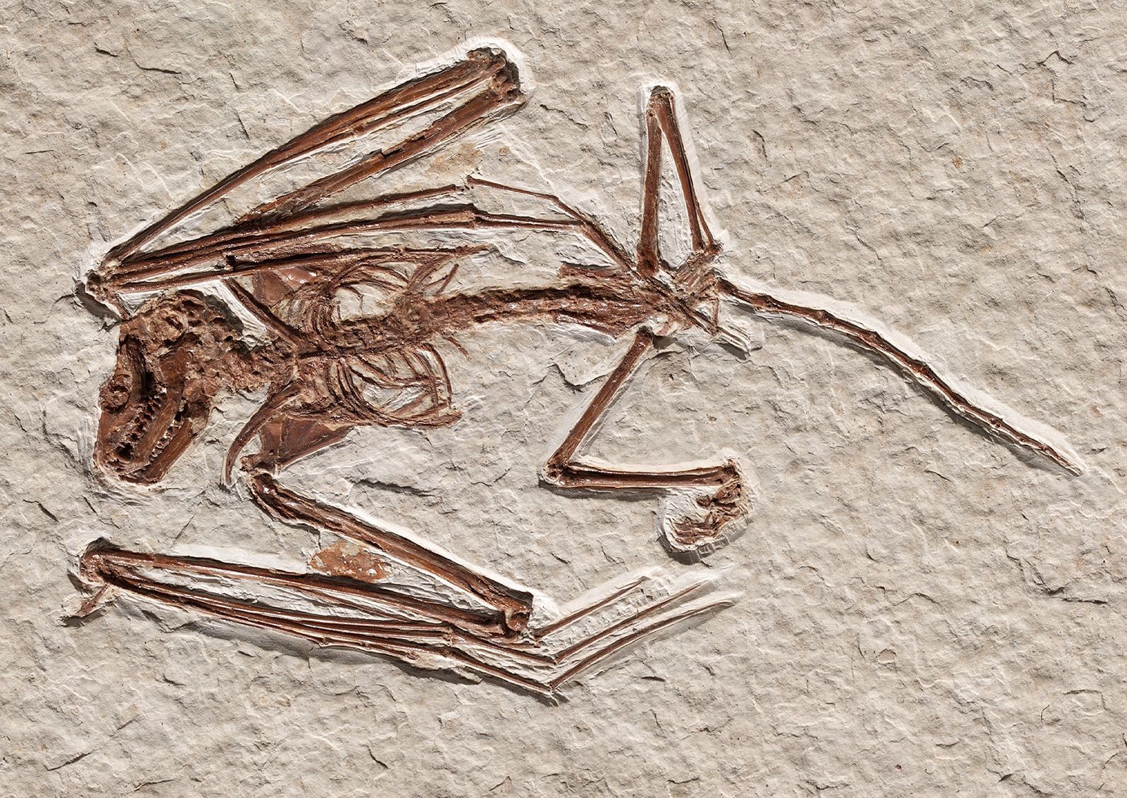 The History of Life on Earth (mod d unit 1)