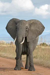 Media Image