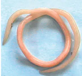 Media Image