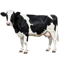Media Image