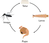 Media Image