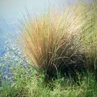 Media Image