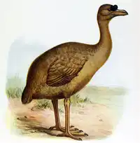 Media Image