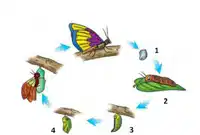 Media Image
