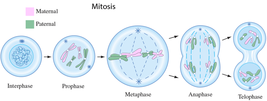 In what phase of meiosis are sister chromatids separated?