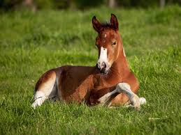 What is a male horse called?