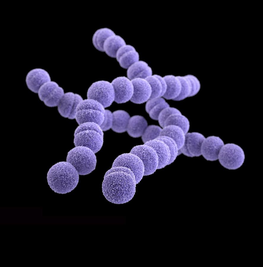 What kingdom do bacteria belong to?