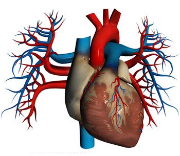 The Circulatory System | Circulatory System Quiz - Quizizz