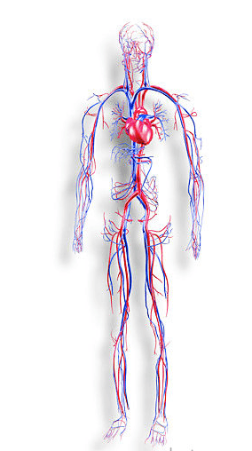 how does the circulatory system work