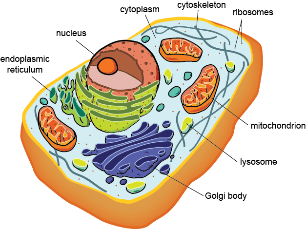 Cell Parts Identification | Cell Structure Quiz - Quizizz