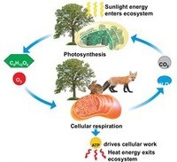 photosynthesis and fermentation