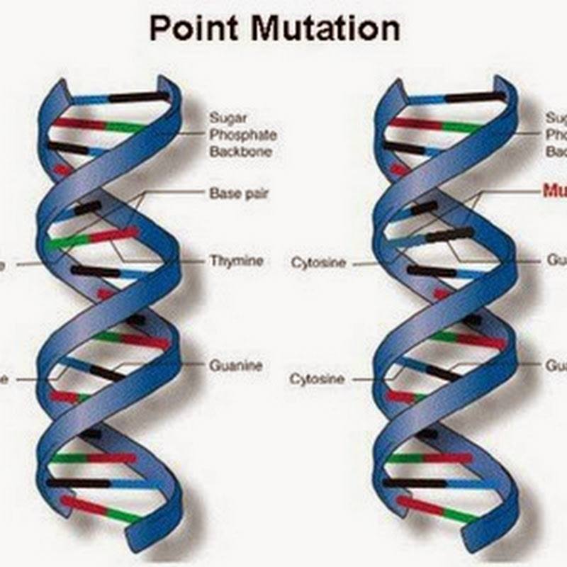 Mengakibatkan akan mutasi gen Mekanisme Evolusi