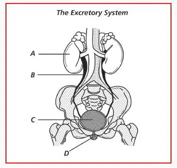 GRADE 9 Excretory System Quiz