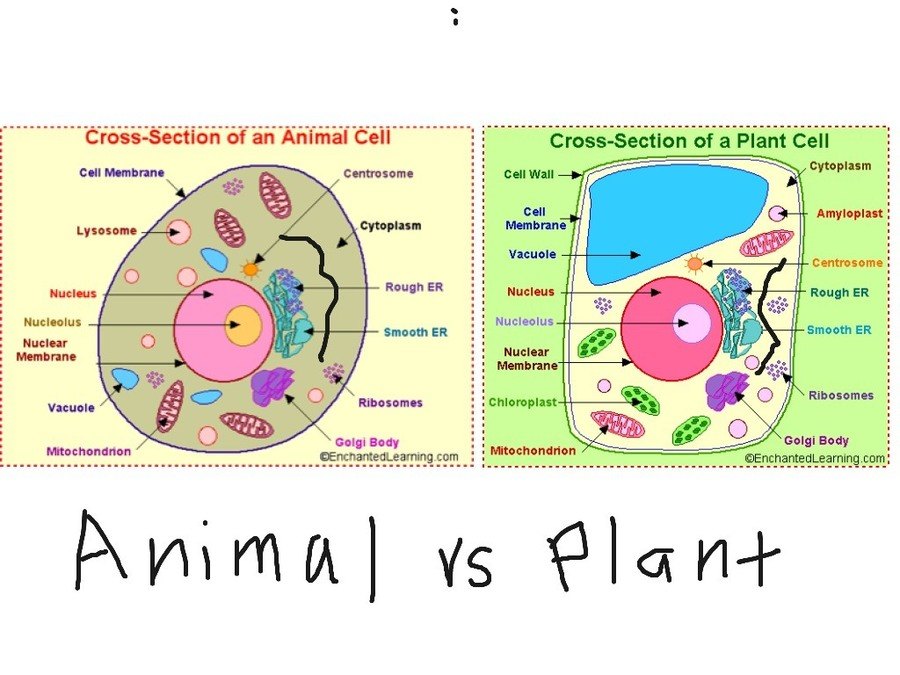 Plant Vs  Animal Cells